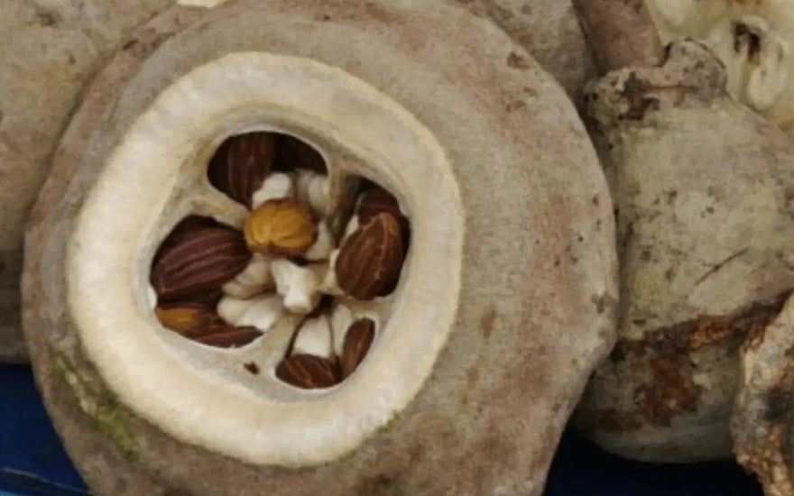 Aceite MagNUT Sense™: Nutrición amazónica y defensa antioxidante | DermaRadiant - DermaRadiant