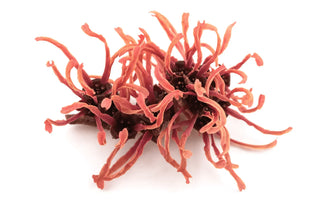 Extracto de Hamamelis: calmante natural para piel sensible | DermaRadiant - DermaRadiant