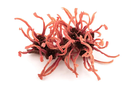 Extracto de Hamamelis - DermaRadiant