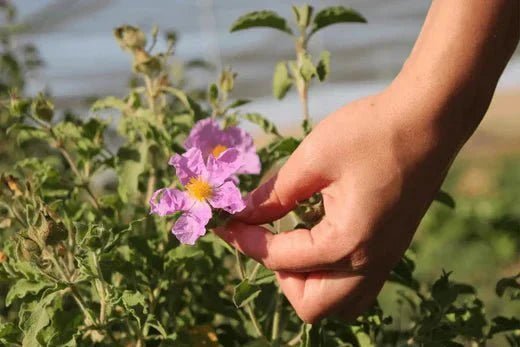 Inst’Tight™ - DermaRadiant