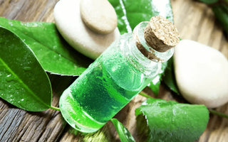 Aceite de Árbol de Té: purificación y defensa natural para la piel | DermaRadiant - DermaRadiant