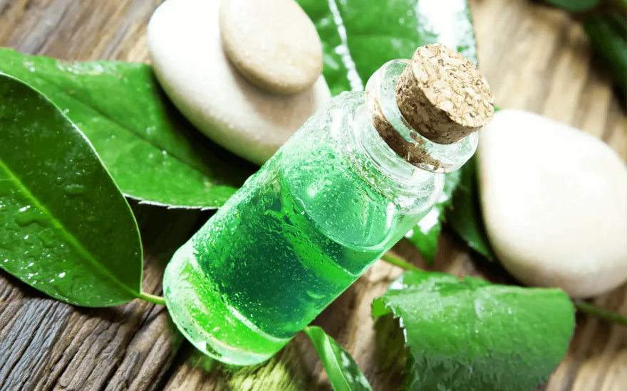 Aceite de Árbol de Té: purificación y defensa natural para la piel | DermaRadiant - DermaRadiant